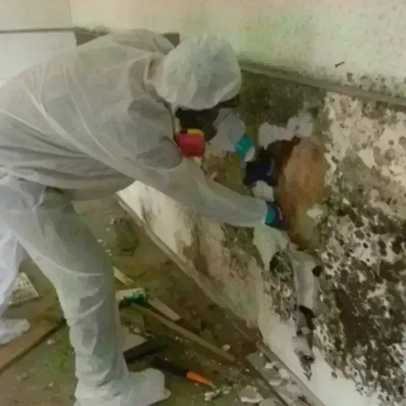 Mold Remediation and Removal in Elkader, IA